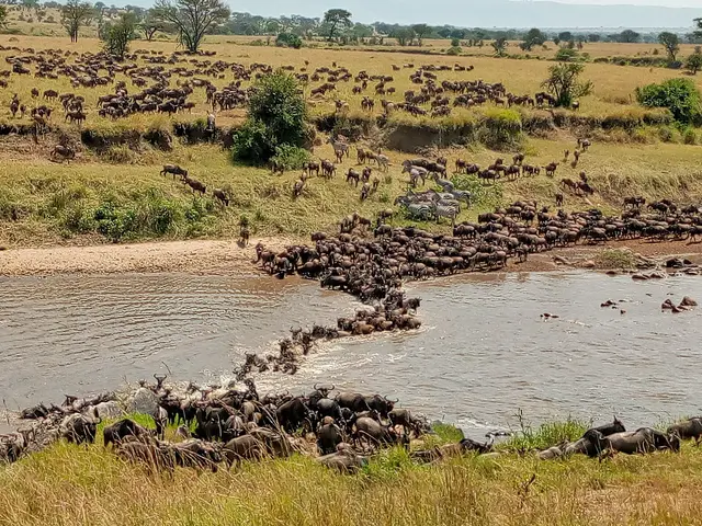 Herds of wildebeest crossing the Mara River during the Great Migration