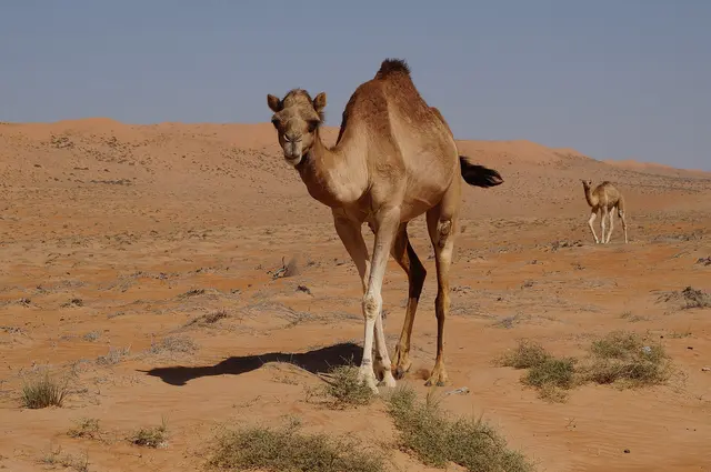 A camel walking across orange sand with scattered shrubs in the Wahiba Sands, with a young camel behind