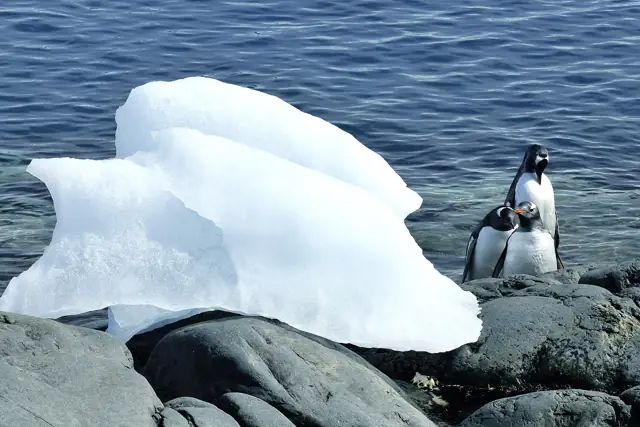 Gentoo penguins on rocks beside the icy water of Paradise Bay, Antarctica