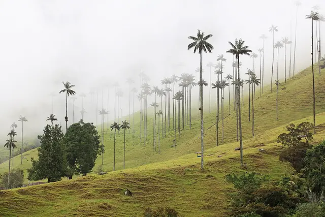 Tall wax palms on green hillsides in the misty Cocora Valley in Colombia's Coffee Region