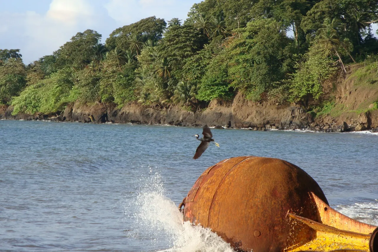 Equatorial Guinea: Flying Bird Bioko Island