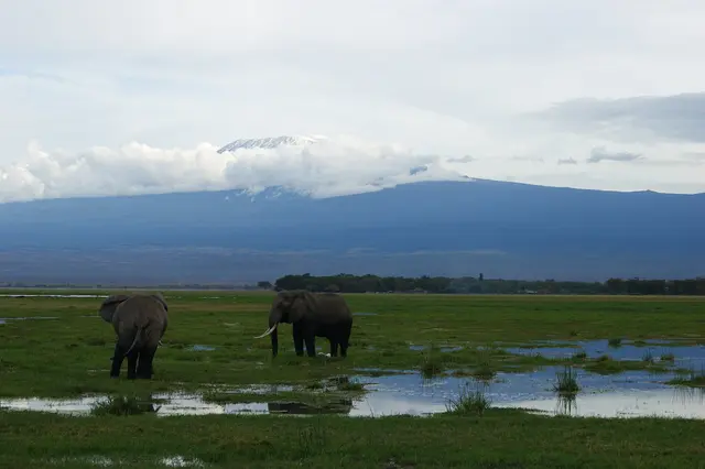 An elephant on the plains of Amboseli National Park with snow-capped Mount Kilimanjaro behind