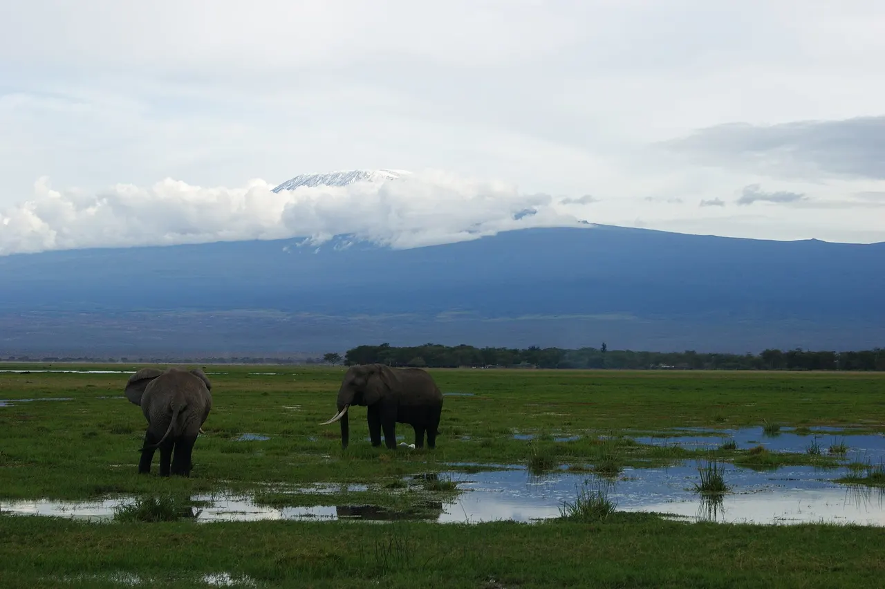 An elephant on the plains of Amboseli National Park with snow-capped Mount Kilimanjaro behind