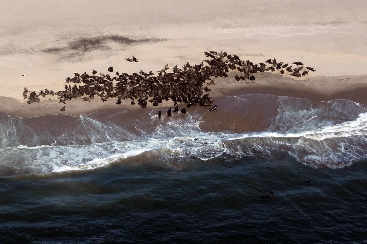 Aerial photo of a seal colony at Namibia's Skeleton Coast