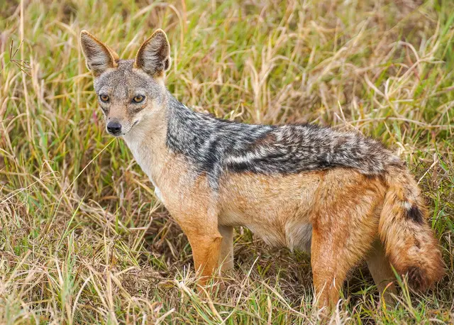 A black-backed jackal on the grassy floor of the Ngorongoro Crater in Tanzania