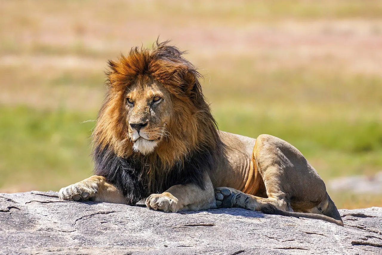 A male lion with a dark mane resting on a rock in the Serengeti National Park